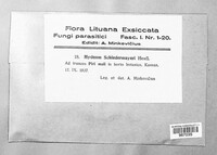 Sarcodontia crocea image